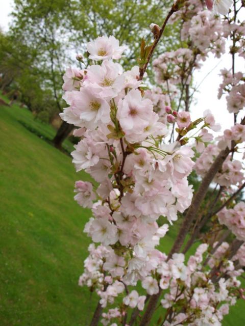Sakura